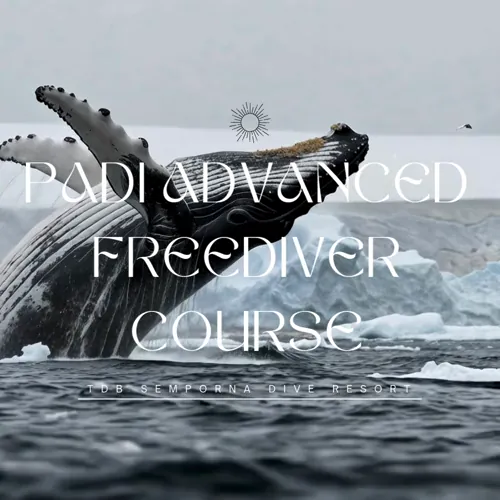 PADI Advanced Freediver Course Semporna